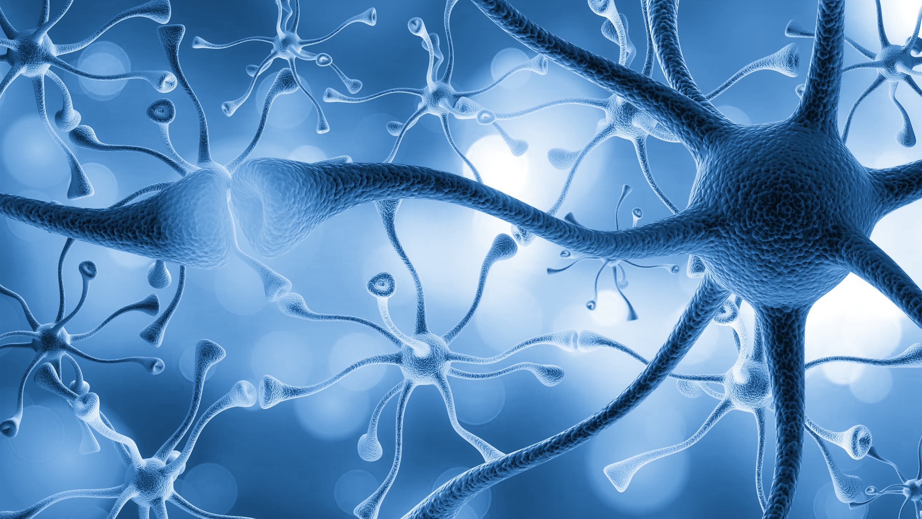What is going on in the brain