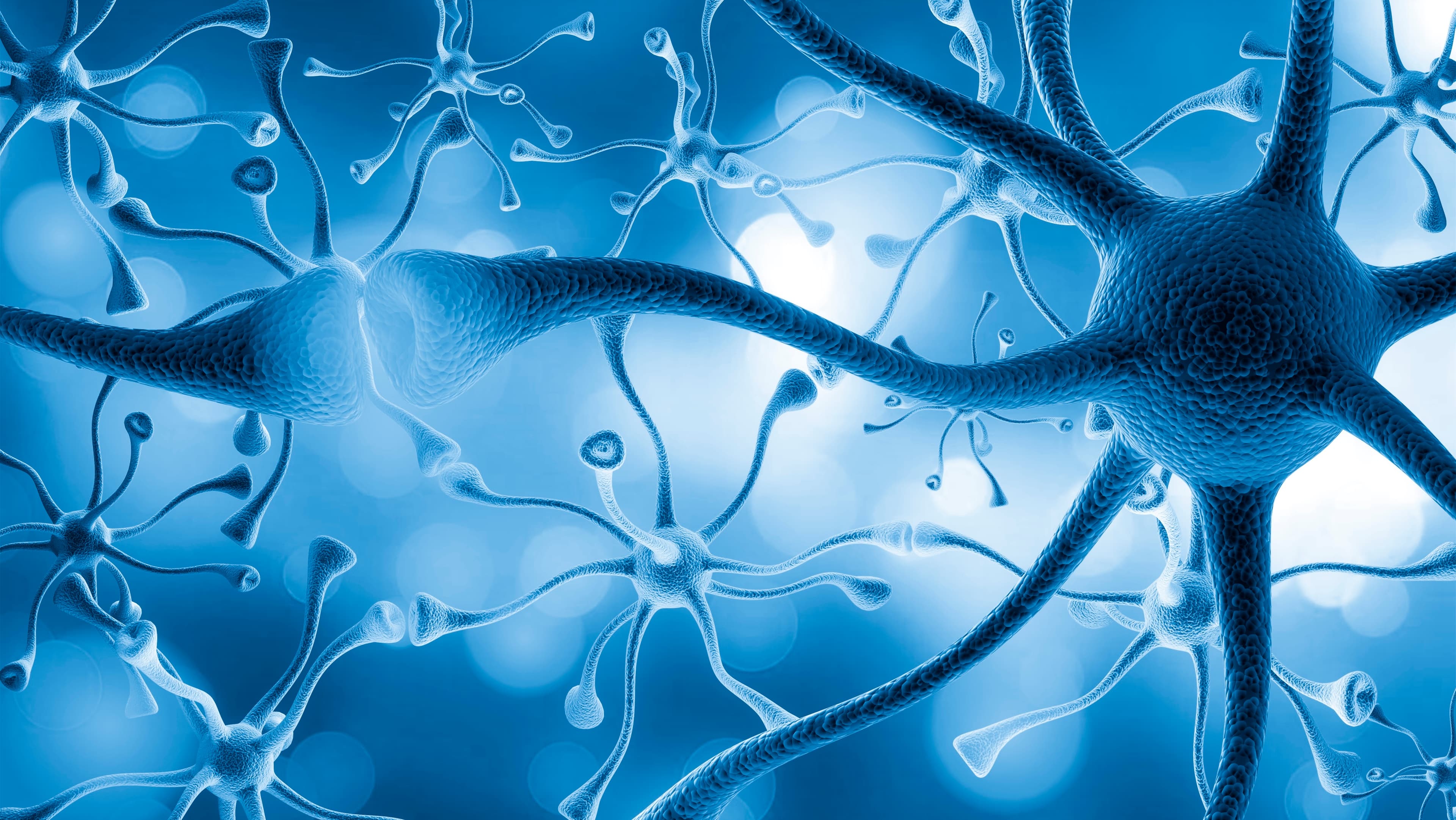 Neurons and the human brain