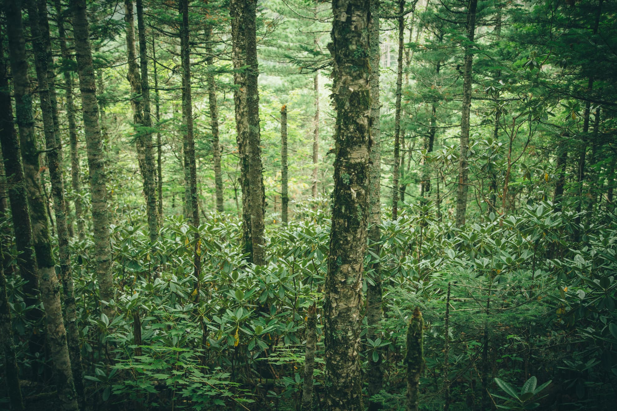 Caring about plants and the global orchid trade