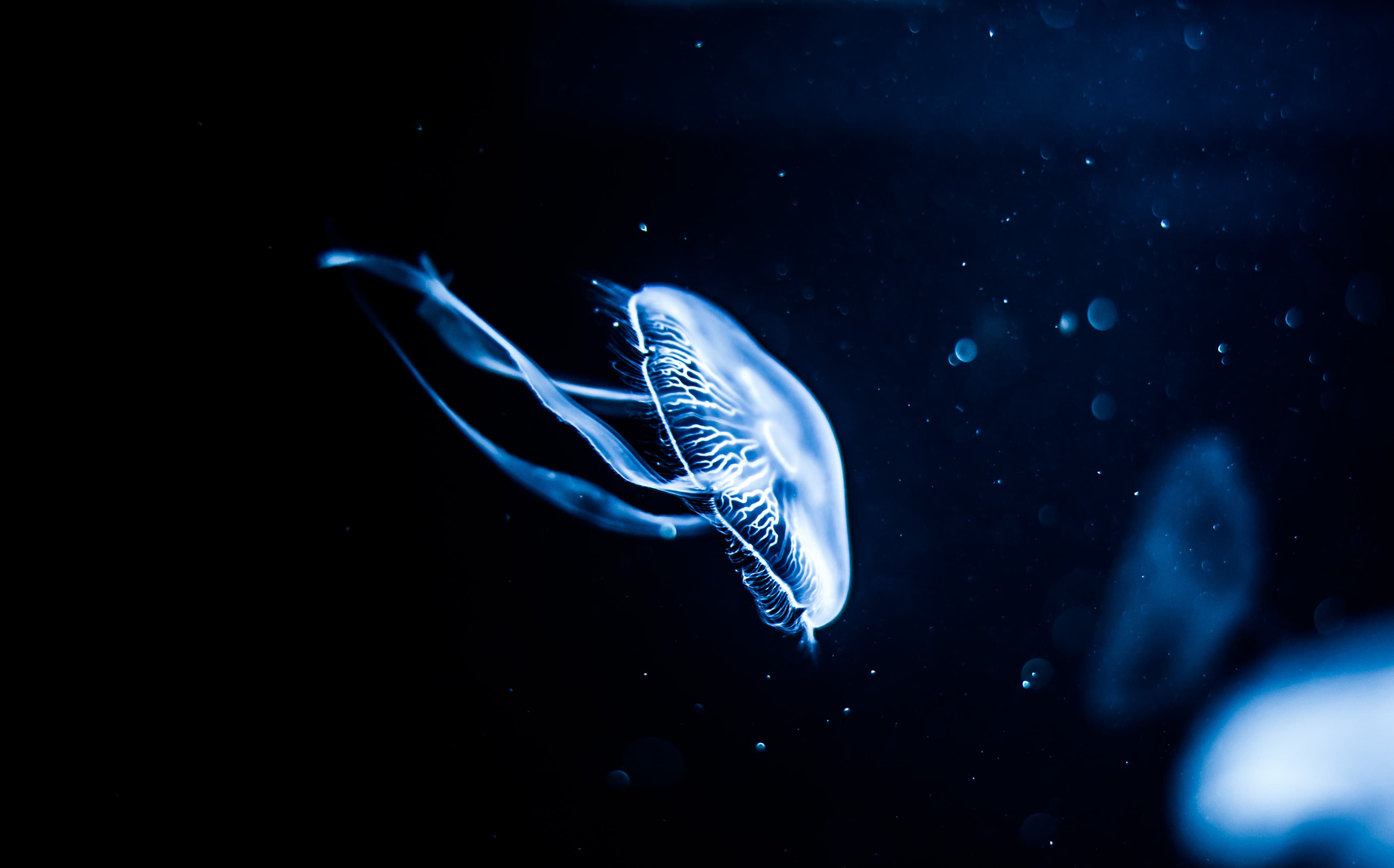 Our relationship to the deep sea