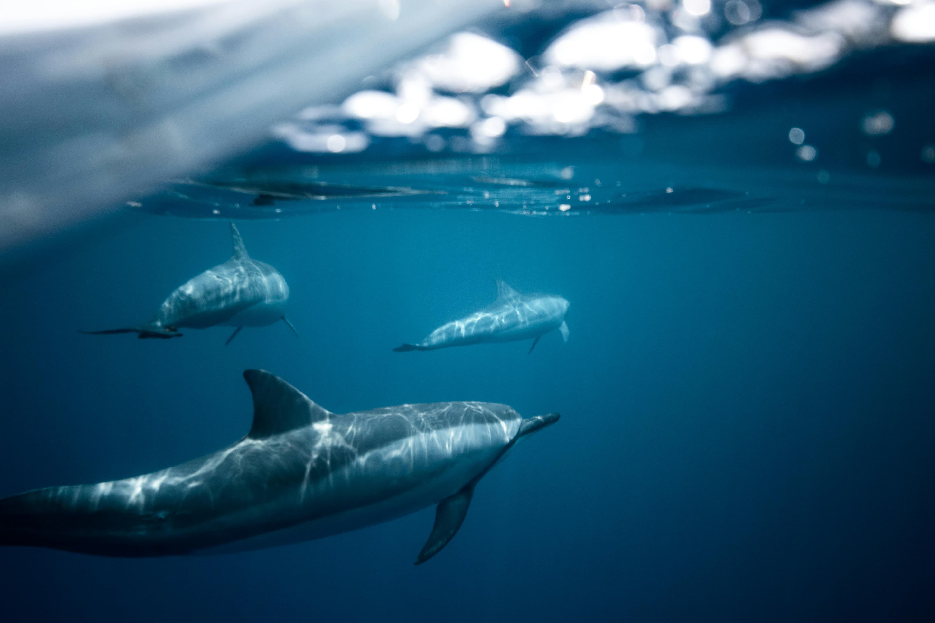 Metacognition beyond humans