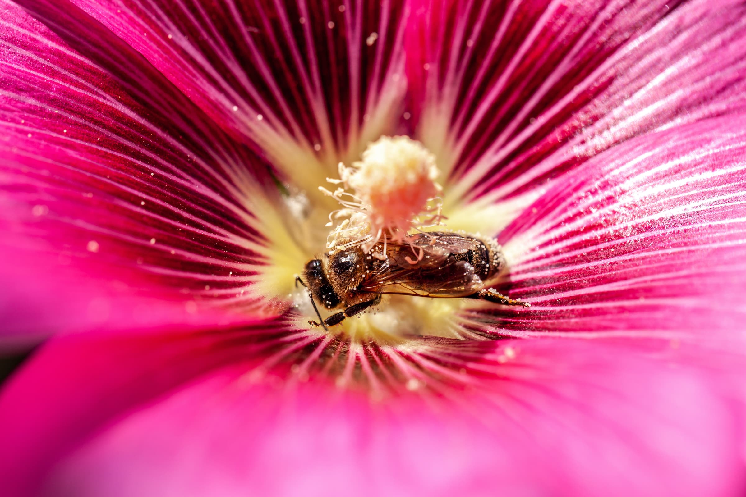 The importance of beauty in the selection of species