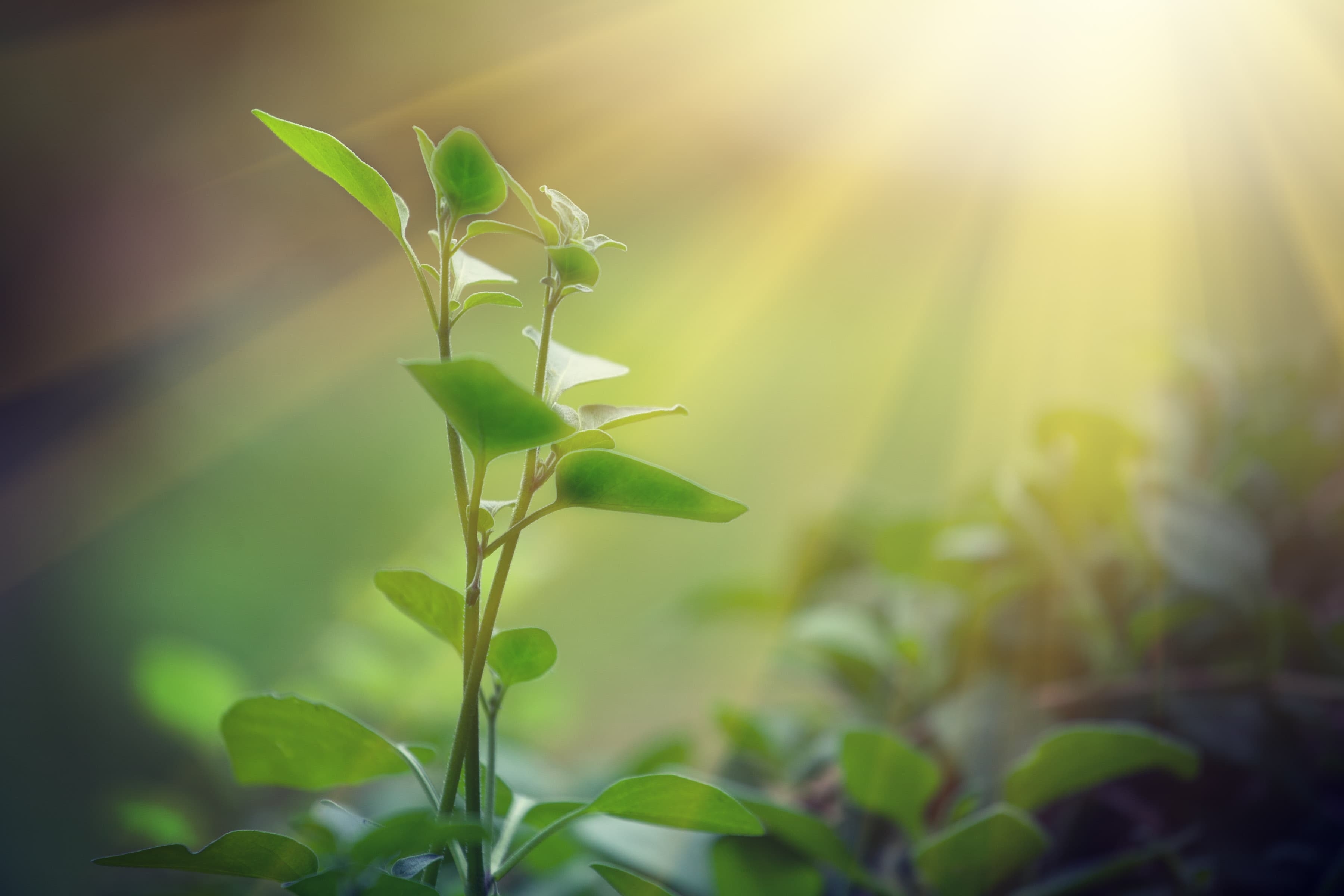 The double lives of plants