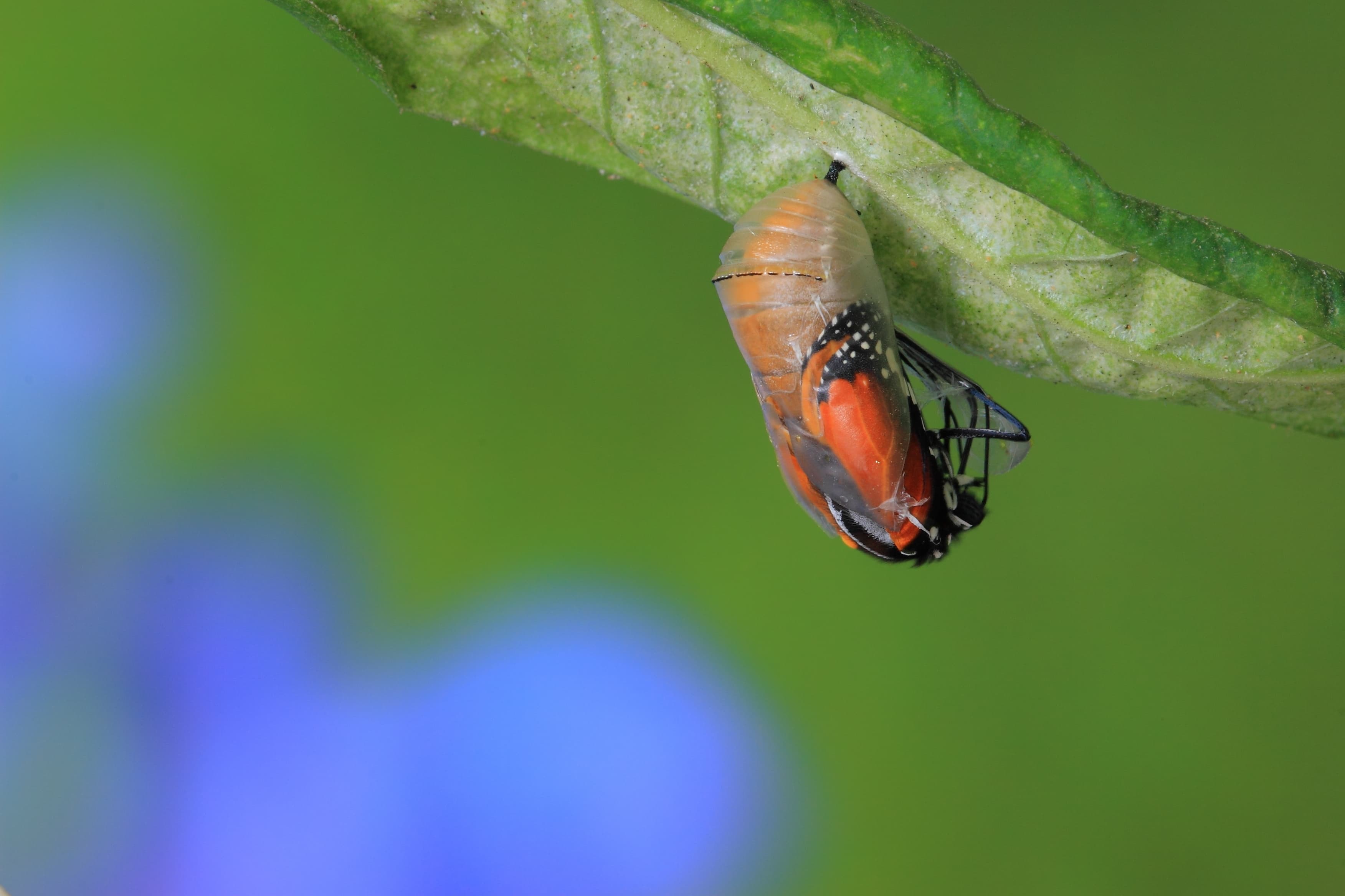 Metamorphosis