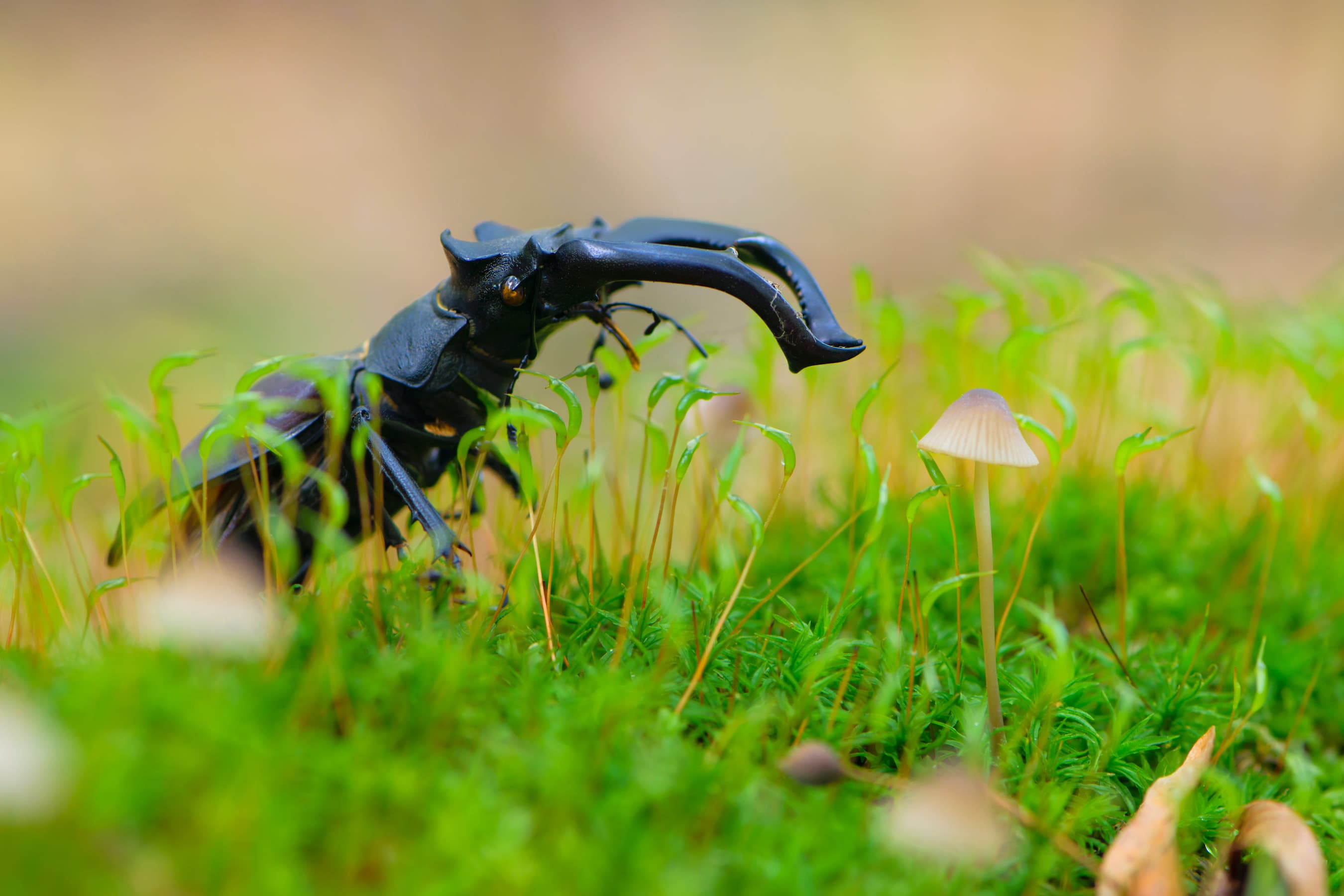 Biodiversity and the danger of mass extinction