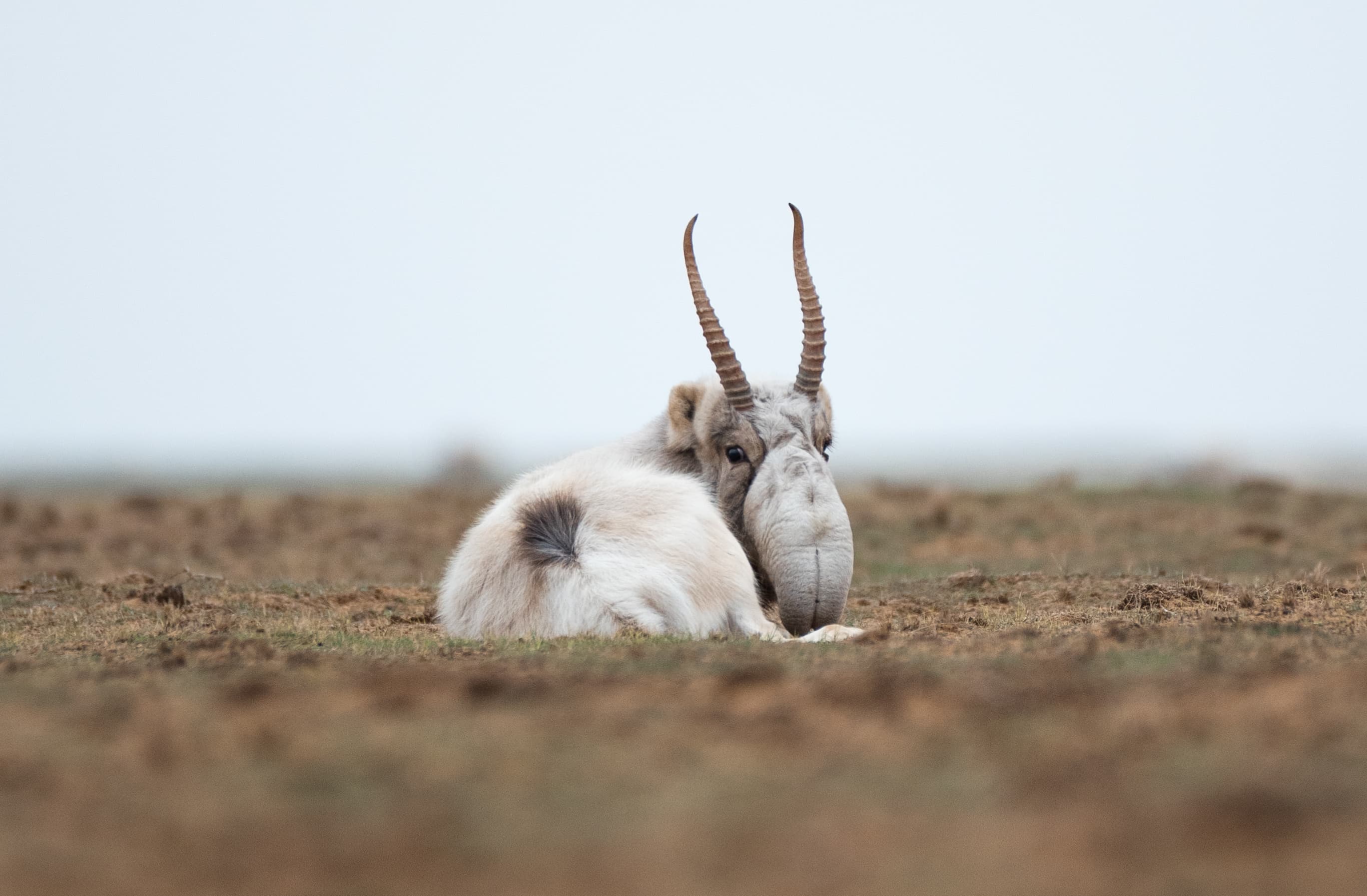 Why particular species of wildlife are endangered