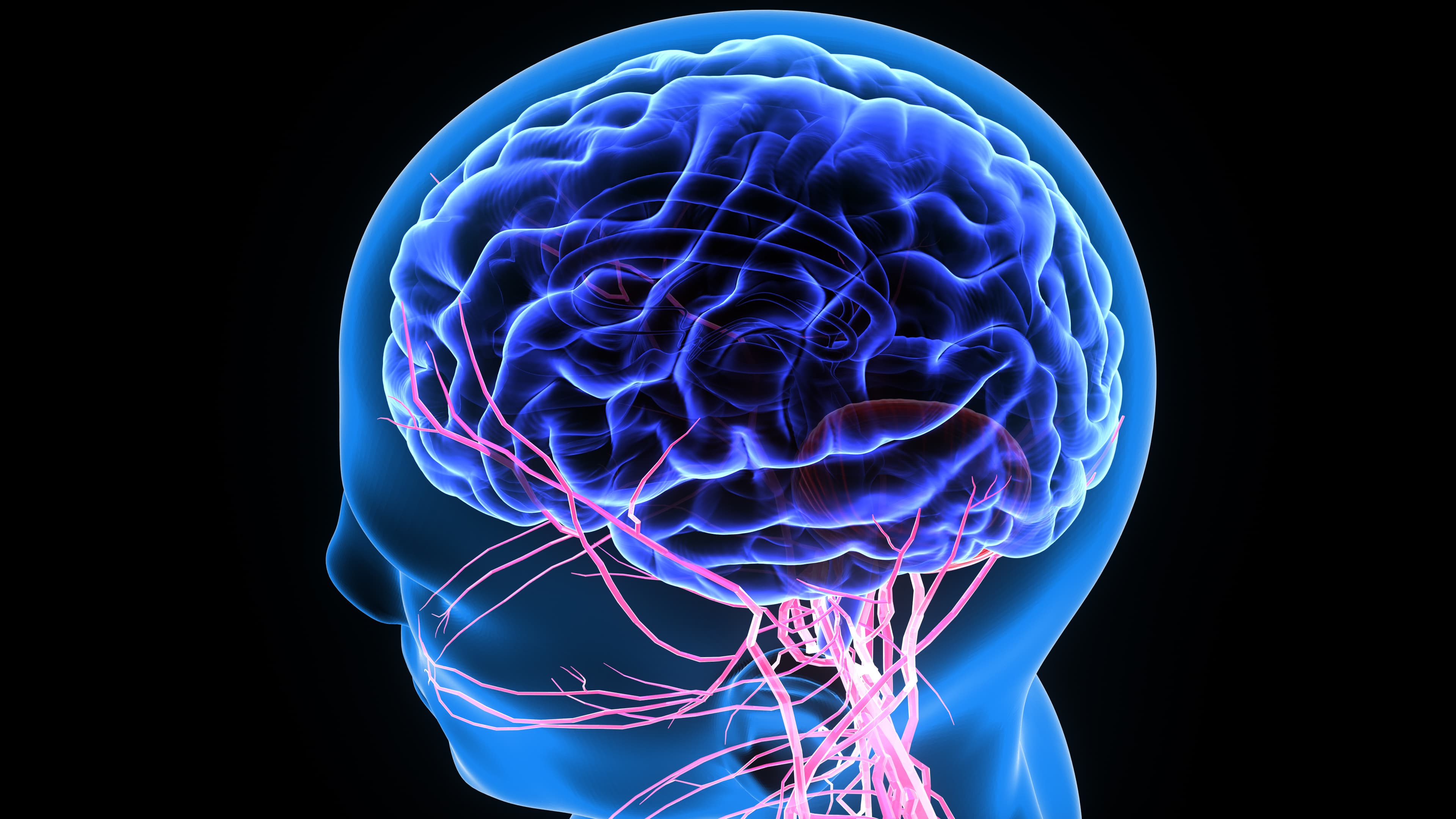 The gut-brain connection