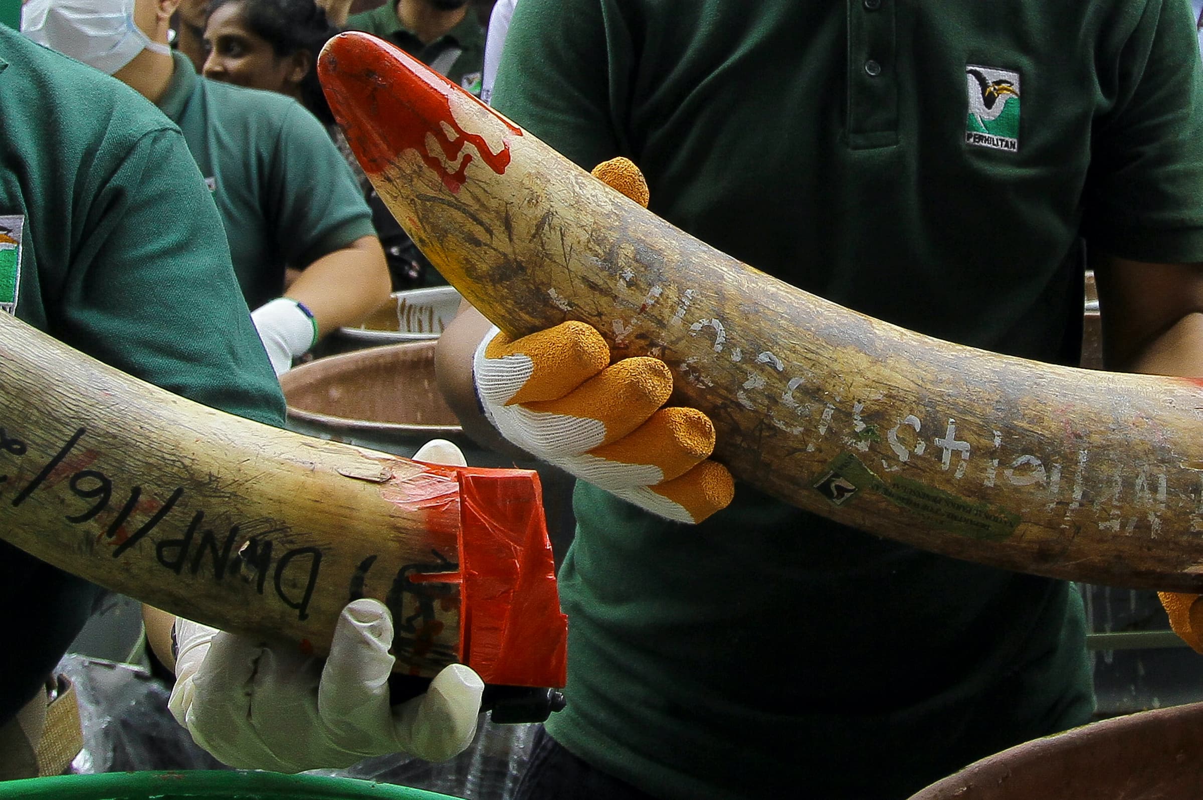 Understanding the scale of the illegal wildlife trade and how to stop it