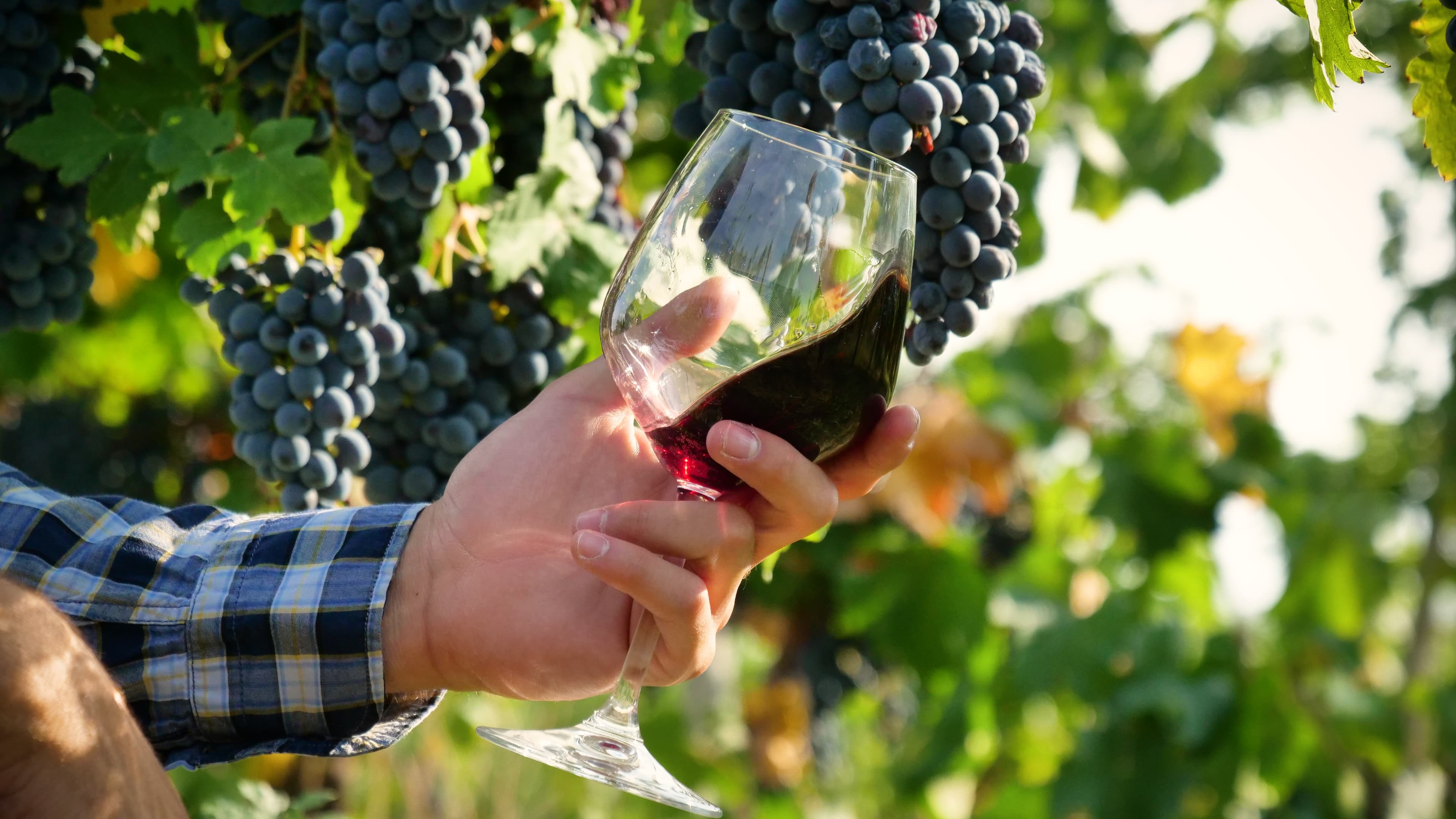 The philosophy of wine
