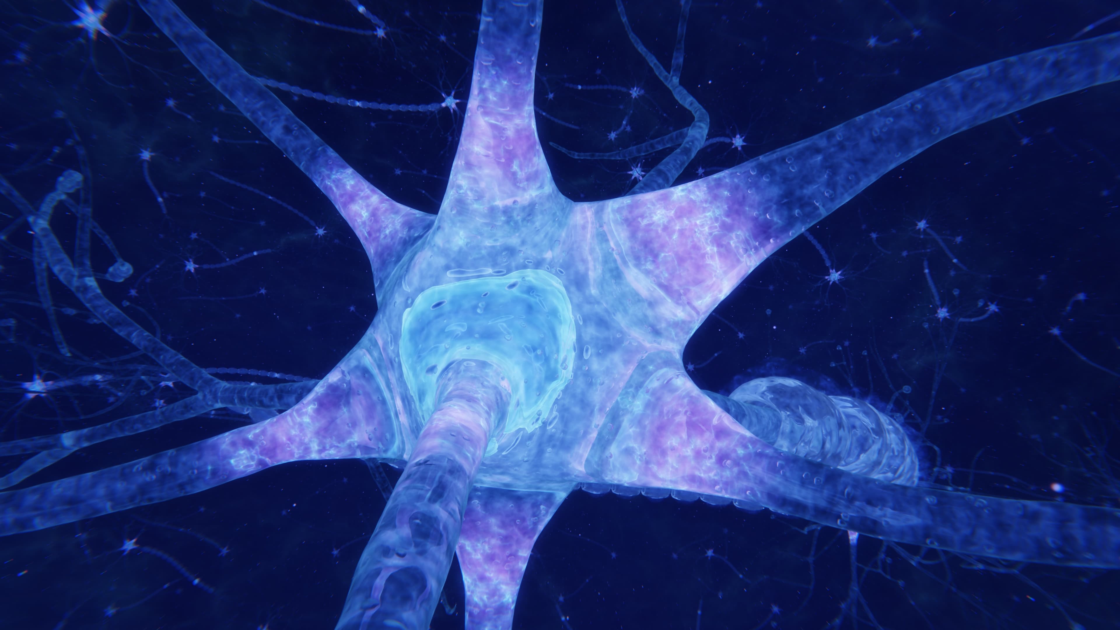 How the brain accomplishes perception